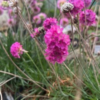 Armeria alpina